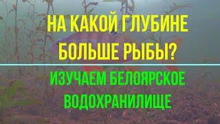 На какой глубине больше рыбы? Изучаем подводный мир Белоярского водохранилища.