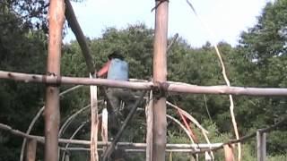 The Building of the Iroquois Long House 2005