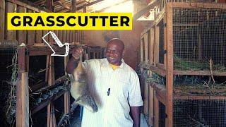 Grass Cutter Farming in Nigeria - Is it Profitable