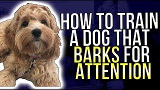 HOW TO TRAIN A DOG THAT BARKS FOR ATTENTION