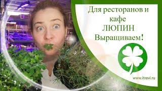 Выращиваем #микрозелень люпина для ресторанов и кафе