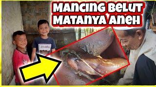 Mancing Belut Di Sawah | Sambaran Seperti Anaconda