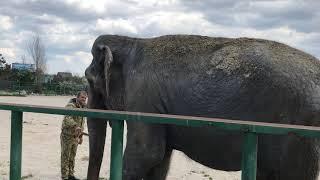 Олег Зубков выгуливает слониху Дженни! Тайган Oleg Zubkov took Jenny the elephant for a walk! Taigan
