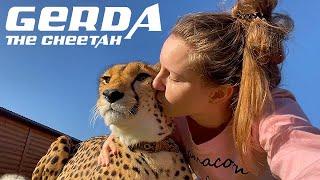 The Story Behind Gerda The Cheetah