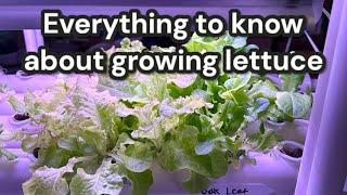 My Secret Method For Growing Perfect Lettuce At Home