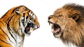 Are You A Lion or Tiger? ©