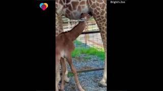 welcomed a rare spotless giraffe. Brights Zoo is holding a contest to name the baby 