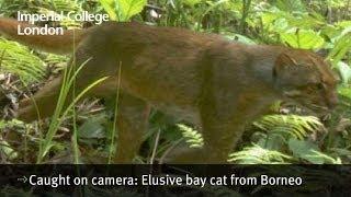 Caught on camera: Elusive bay cat from Borneo