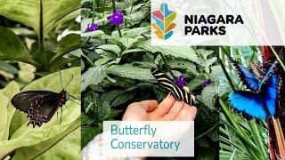 Niagara Parks Butterfly Conservatory