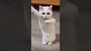 Funny Cat dance  #cat #dance #pets #comedy #shorts #pet #catlover