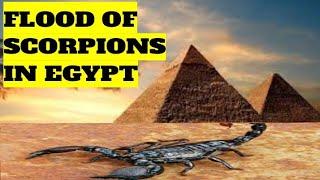 FLOOD OF SCORPIONS IN EGYPT