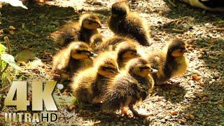 Feeding Birds, Ducks, Baby Ducks, Squirrels - Nature Relaxation Video - No Music - 4K