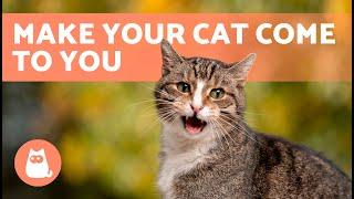 Meows to ATTRACT CATS  (Sounds to Make Your Cat to Come to You)