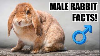 7 Facts About Male Rabbits You Should Know!