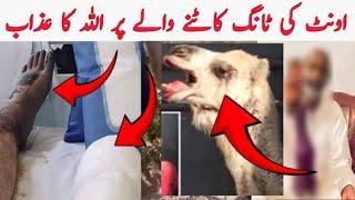 Camel Leg Cut | Camel Qurbani | Oont Ki Tang | Kami Reality Tv