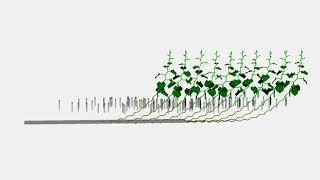 High-wire cucumber growth simulation (L-system)