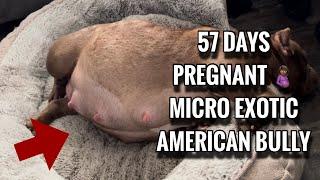 57 Days Pregnant Update | Micro Exotic American Bully Dog