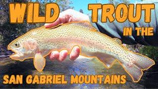 San Gabriel Mountains Fly Fishing (Big Trout and Dead Possum)