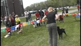 Animatch - Dog training lessons