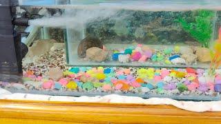 Live Active Local Fighter Fishes in tank | Tank SetUp | Local Silver Fish | Big Fish In Tank | #umme