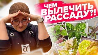 ЕСЛИ РАССАДА ЗАБОЛЕЛА - ЛЕЧИТЬ ТАК!