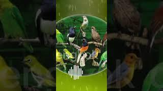 Suara Terapi untuk semua jenis burung mp3