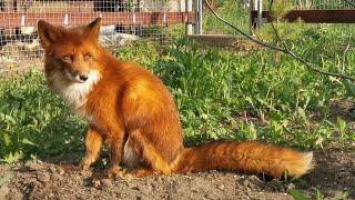 Alf the Fox looks good out of the plaster