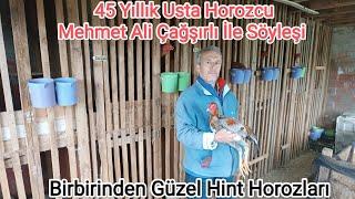 45 Yıllık Usta Horozcu Mehmet Ali Çağşırlı İle Söyleşi. Birbirinden Güzel Hint Horozları. Maşallah.