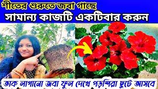 নভেম্বর মাসে জবা গাছের যত্ন পরিচর্যা/শীতে জবা গাছের পরিচর্যাHibiscus plant in winter care/fertilizer