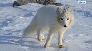 AMAZING Animals Change Color