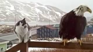 Amazing!! Eagle life with cat and people