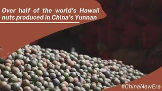 Over half of the world's Hawaii nuts produced in China's Yunnan