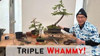 Triple Whammy! Making Bonsai's from field material