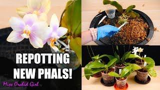 Phalaenopsis Orchids Repotting Party  - New Orchids in new Pots!