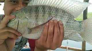 MONSTER GO JIN ! MANCING CIRATA JEDUD WILD FISHING VLOG #24