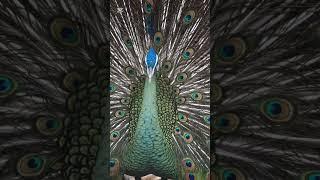 Enjoy 90 seconds of peacock tail sound