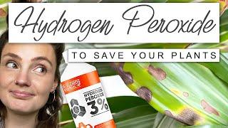 FUNGUS GNATS, ROOT ROT + PESTS | Plant Rescue With Hydrogen Peroxide 