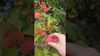 This wild apple tree has the tiniest apples  #apple #nature #organic #brat