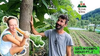 ORTAGGI e ALBERI che CONVIVONO - Giro in campo TerraViva Luglio Parte_2