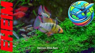 Eheim Aquascaping Tour | Liquid Nature Aquarium Shop & Gallery