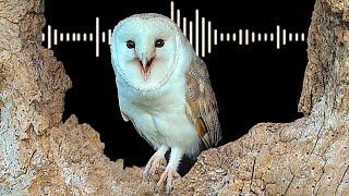 Barn Owl Sounds & What Each Call Means | Discover Wildlife | Robert E Fuller