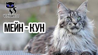   Мейн-кун, плюсы и минусы породы. Стоит ли заводить эту кошку?