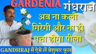 अब नही गिरेगी आपके गंधराज/Gardenia की एक भी कली| बस डालें यह 2 मुट्ठी | Bumper Flowering in Gardenia