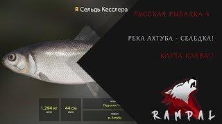 Русская рыбалка 4! р.Ахтуба - Сельдь Кесслера!