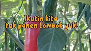 Ikutin kita tuk panen lombok yuk!