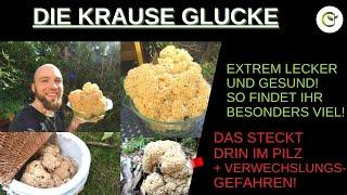 Krause Glucke Saison - Wo kann ich den Pilz finden und sammeln + Verwechslungsgefahren!