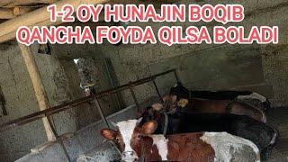 1- 2 oy Hunajin Boqib QANCHA foyda QILSA boladi