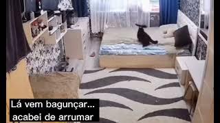 Gato filhote bagunçado a cama e a mãe arrumando #shorts #shortvideo #engraçado #gato #viral #fofo