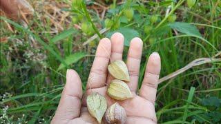 Ciplukan si buah liar, Obat Herbal Sejuta Khasiat dan manfaat