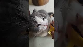 #funnyvideos #prank #cat #dog #chien #animalsoftiktok #ypf #viral #pet